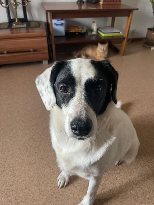 Собака ищет дом, кобель (мальчик)