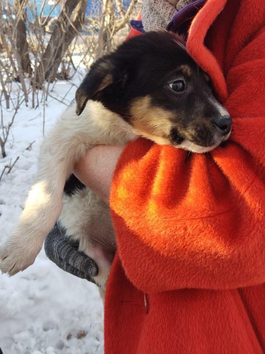 Щенки в добрые руки