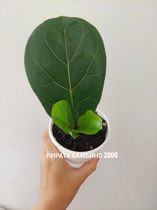 Комнатные растения