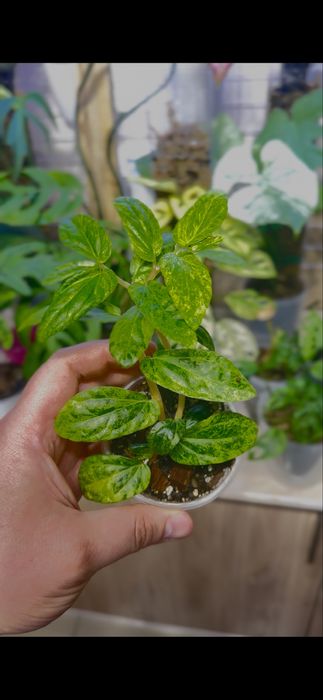Пеллиония Variegated