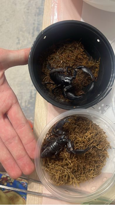 Скорпион heterometrus sp