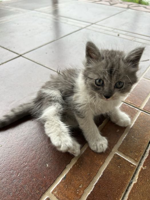 Отдаю котят в хорошие руки