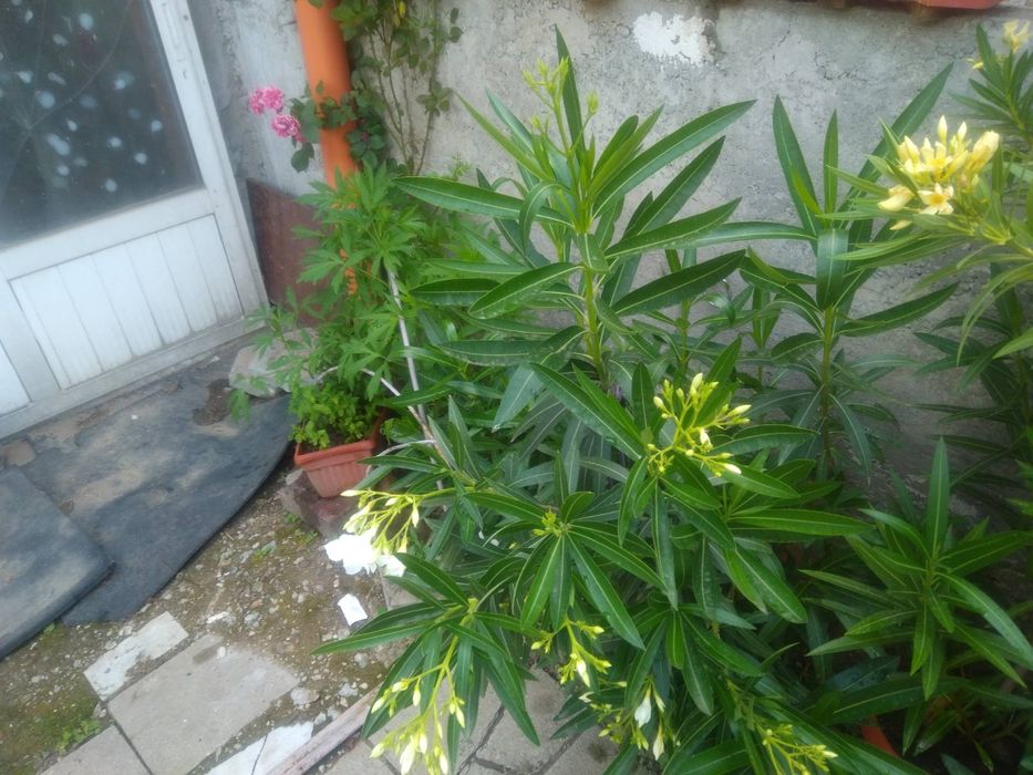 Цвете зокум в пет цвята