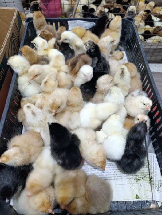 Продам суточных цыплят