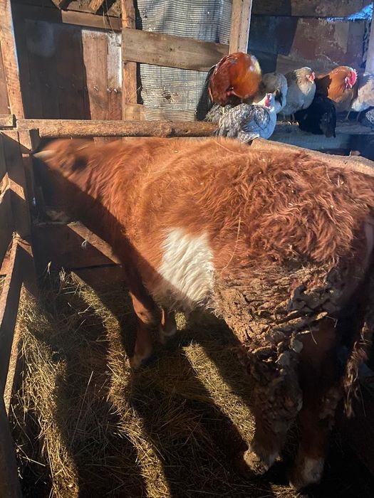 Продам КРС с откорма