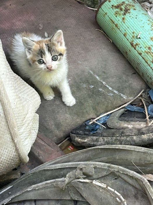 Котета търсят дом
