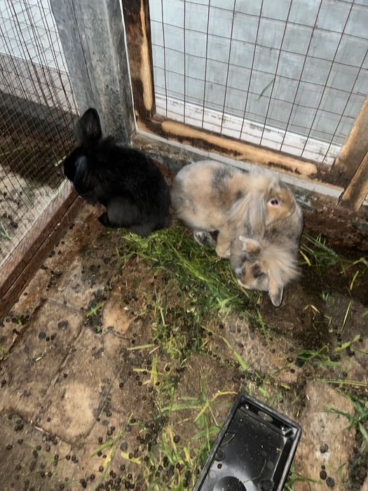 Quyonlar/кролики