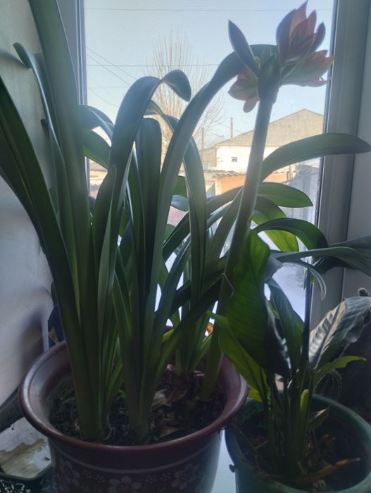 Продам отросток цветка Лилии