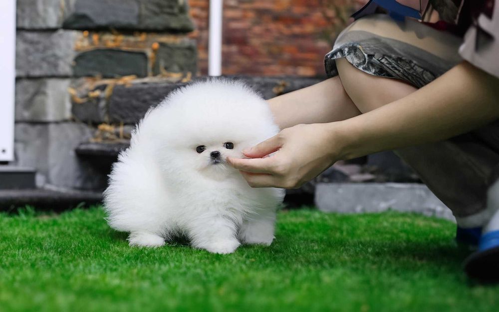 Pomeranian Alb|Baby Doll Face|Pedigree FCI|Dimensiune Mică Reală