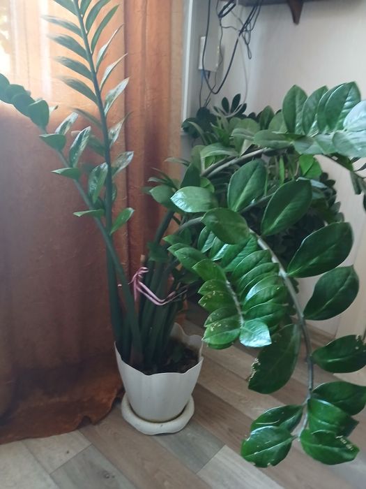 Продам комнатные цветы