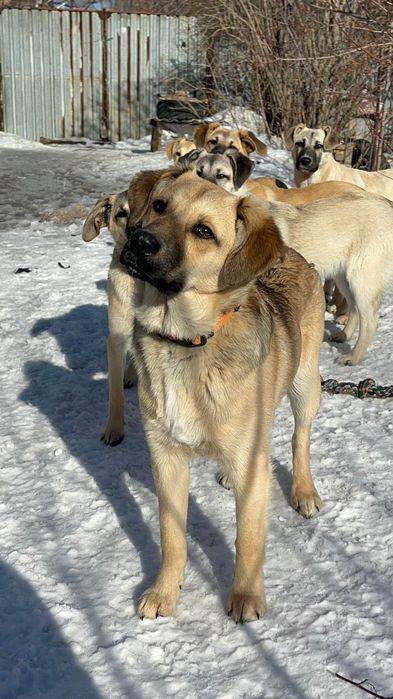 Щенки в надёжные руки