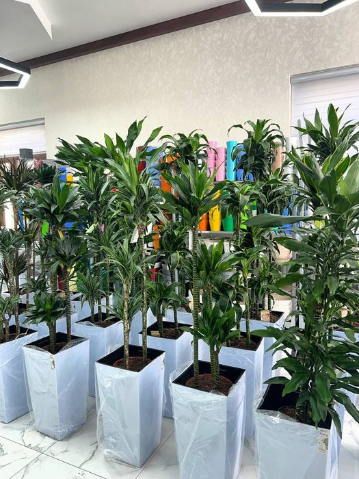 Цветы растения в горшках для офисов гуллар gullar