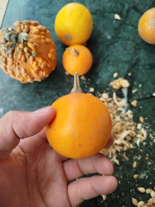 Семкитыквыеныедекоротивные