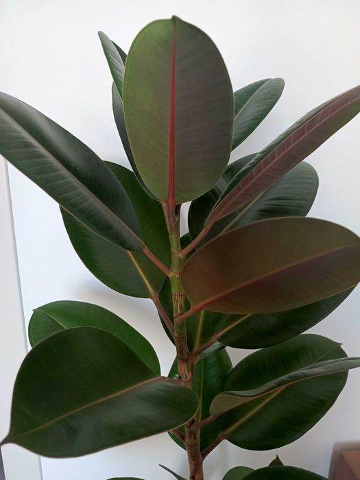 Фикус Робуста 1 шт.