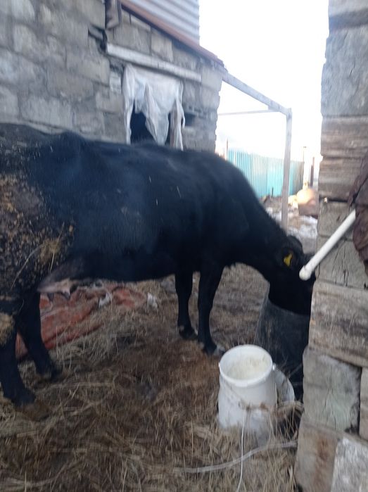 Продам корову доиную