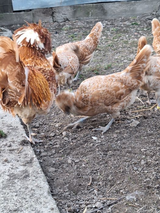 Oua de gaina ptr incubat.