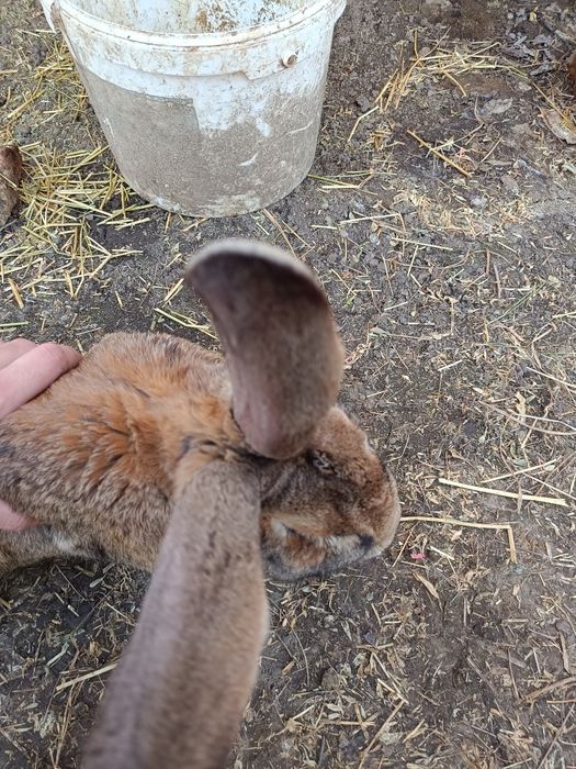 Vând mascul belgian