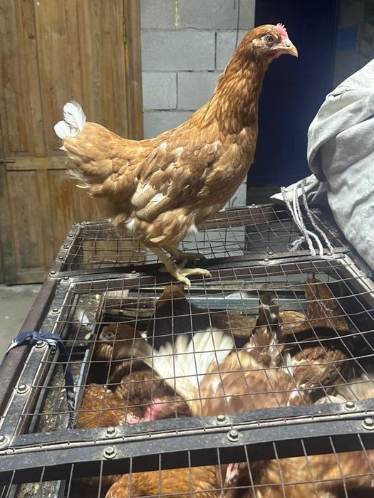 Куры Ломан Браун