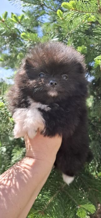 Щенки шпица ласковые