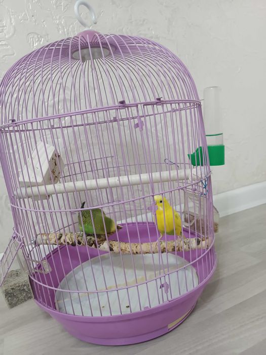 Продам два попугая