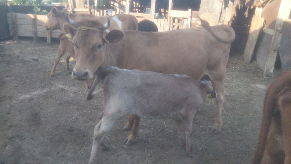 Продам вместе или отдельно