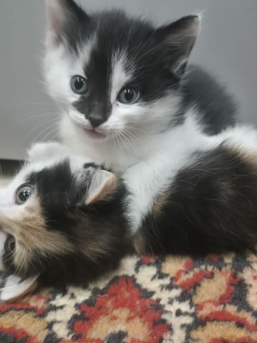 Отдам даром котят