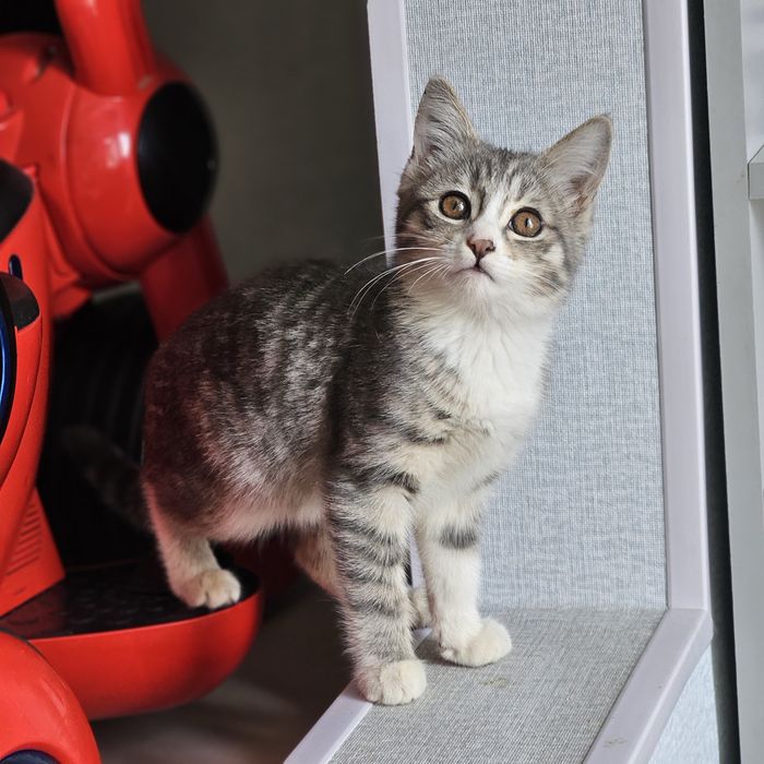 Две девочки , сестренки ищут дом!!!Ташкент!