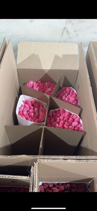 Тюльпаны оптом и в рожницу