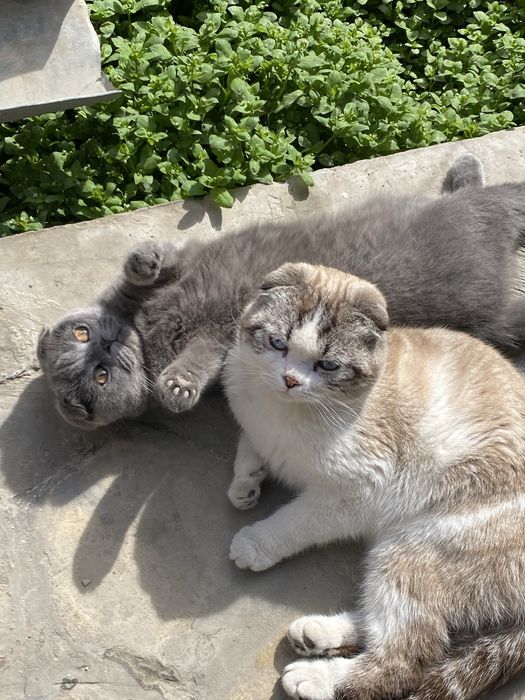 Scottish Fold (oq)