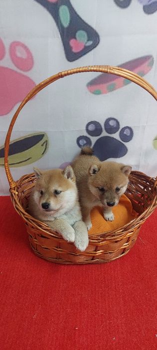 Шиба Ину Shiba inu