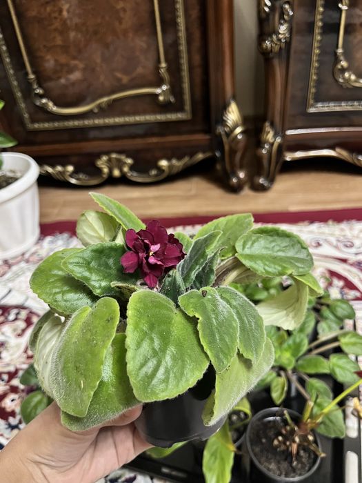 Продам Фиалки разные