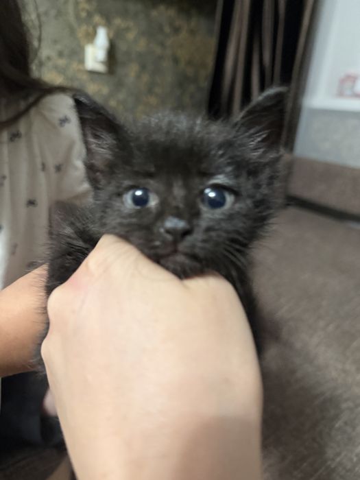 Отдам котенка, вроде девочка