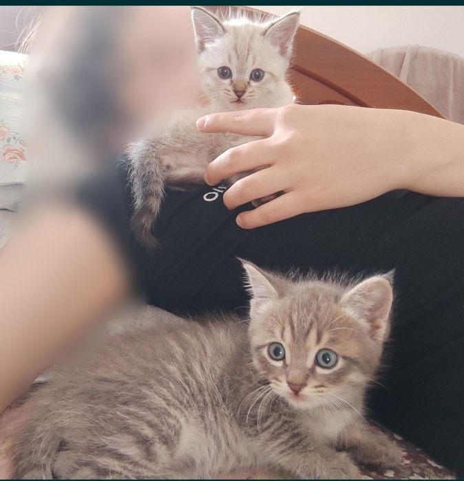 Продается котяты!