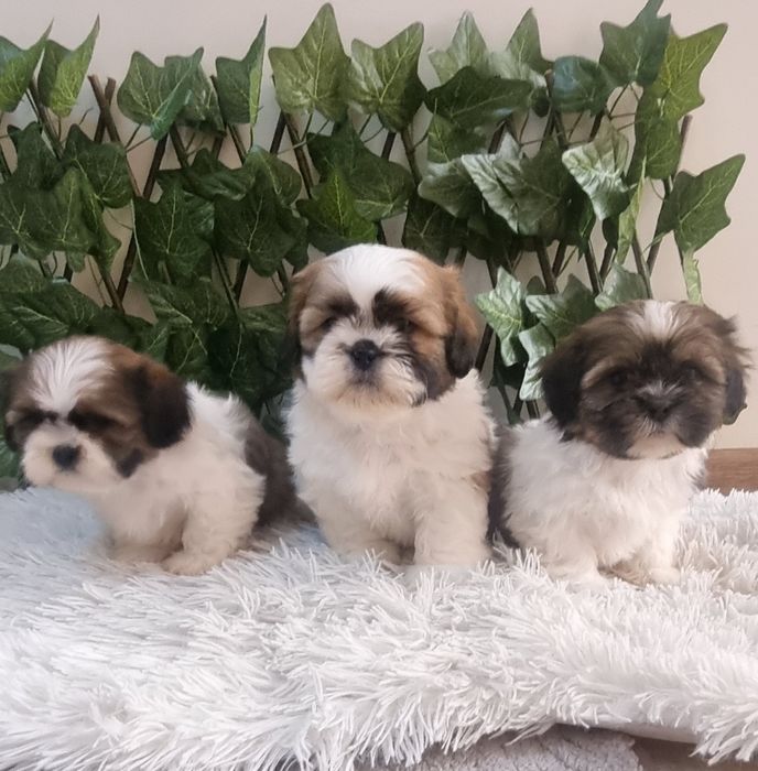 Ши Тцу Shih Tzuu