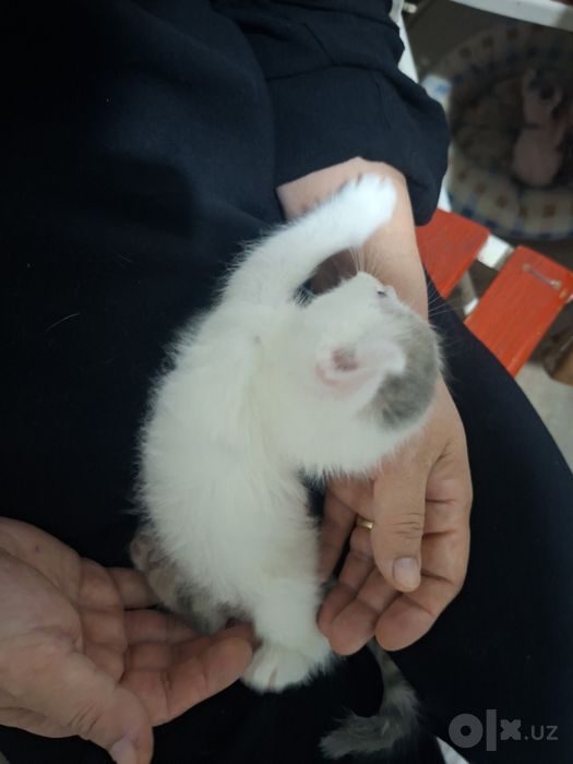 Mushuk bollari 1.5 oyli
