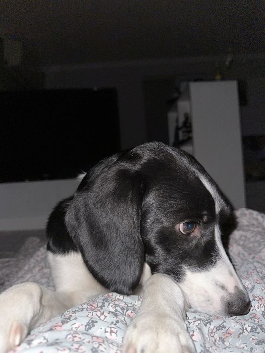 Передержка собак