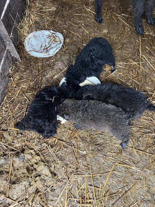 Vand Catei de intors capre si oi