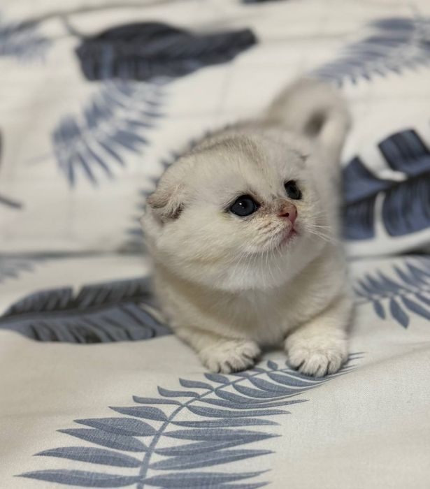 Продаётся котёнок серебряная шиншила