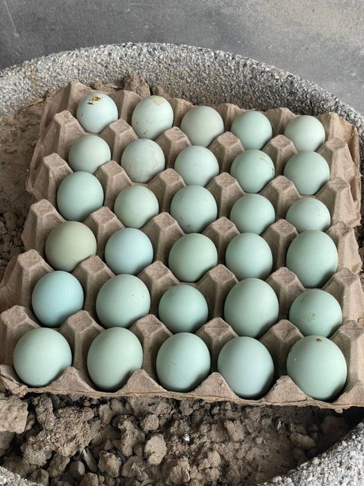 Қора ухеюл тухумлари сотилади тошкен15000