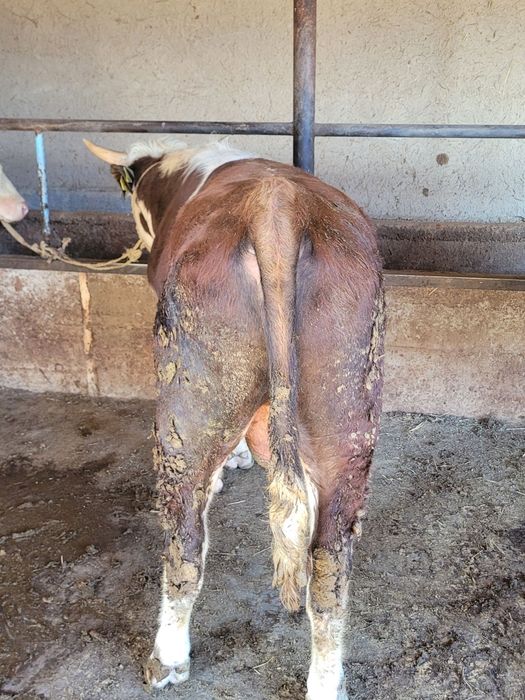 Bo'qa sotiladi tri vazni 420-430 ta keladi