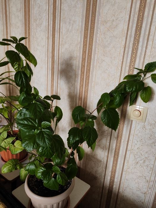 Комнатные растения.