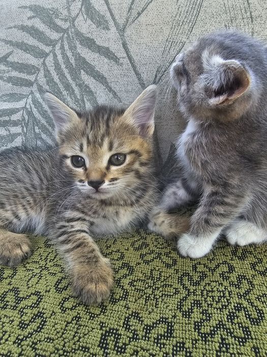Отдам котят бесплатно
