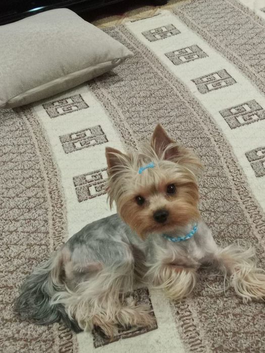 Вязка мини Йоркширский терьер