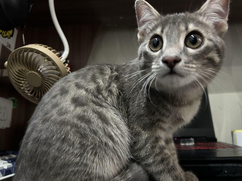 Котенок в добрые руки