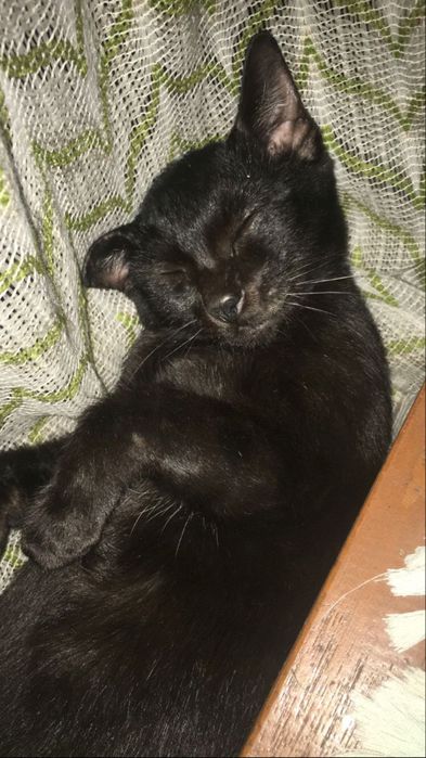 Mushukni hadyaga beramz