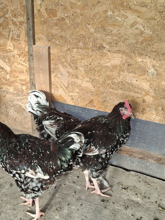 Cocosi australorp si sussex portelan