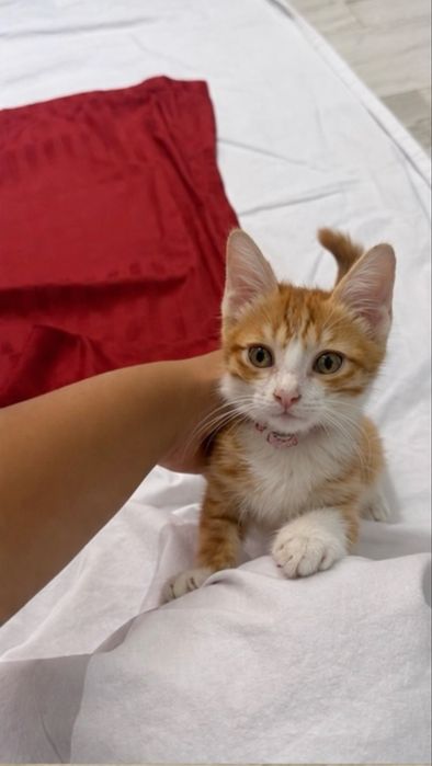 Ищем дом котенку