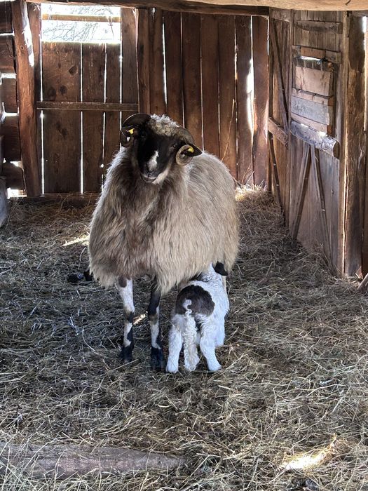 Disponibila oaie cu miel