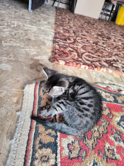 Котята бесплатно