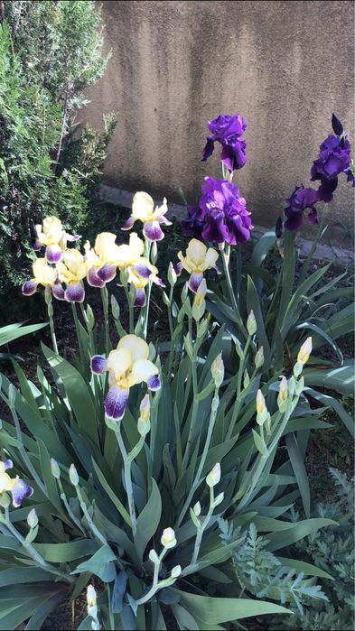 Iriși germanica  (stanjenei)